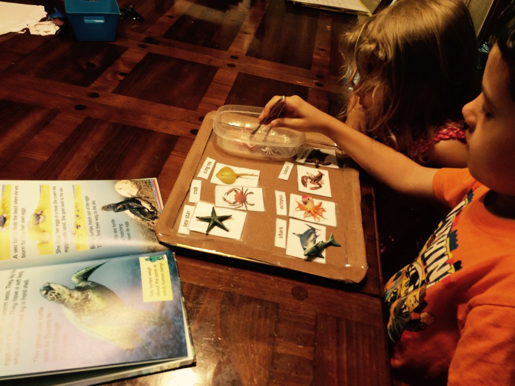 Montessori Activities | Exploring Sea Life