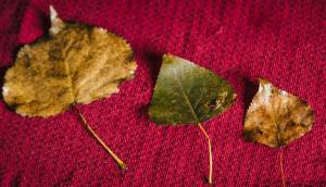 Leaf Collecting Montessori