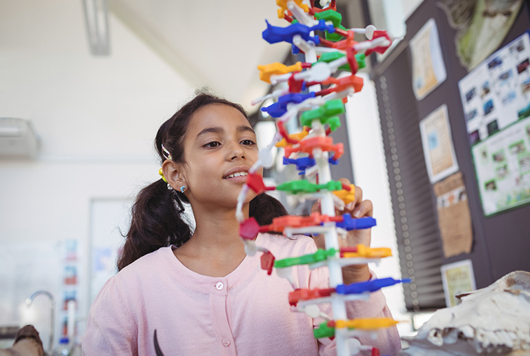 A Montessori child, a young girl studying a scientific DNA model. 